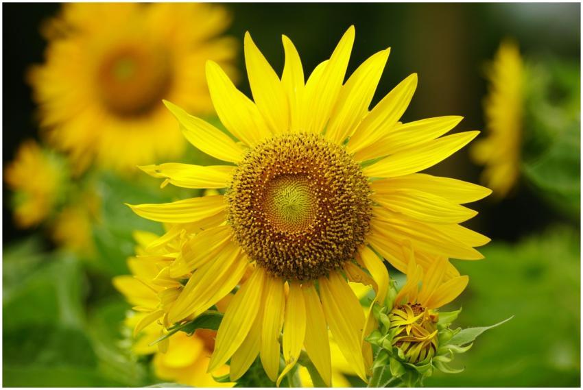 Bright sunflower in full bloom showcasing vibrant