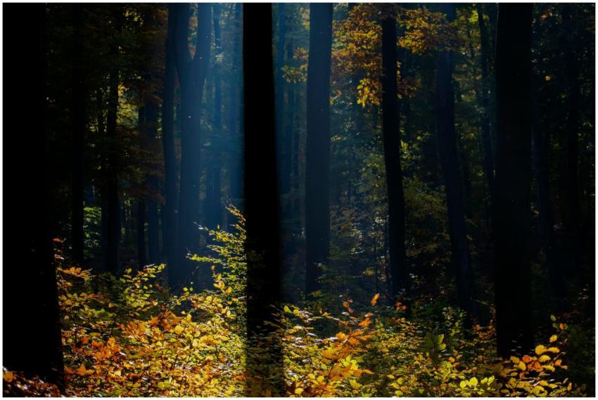 Autumn sunlight filters through a Romanian forest,