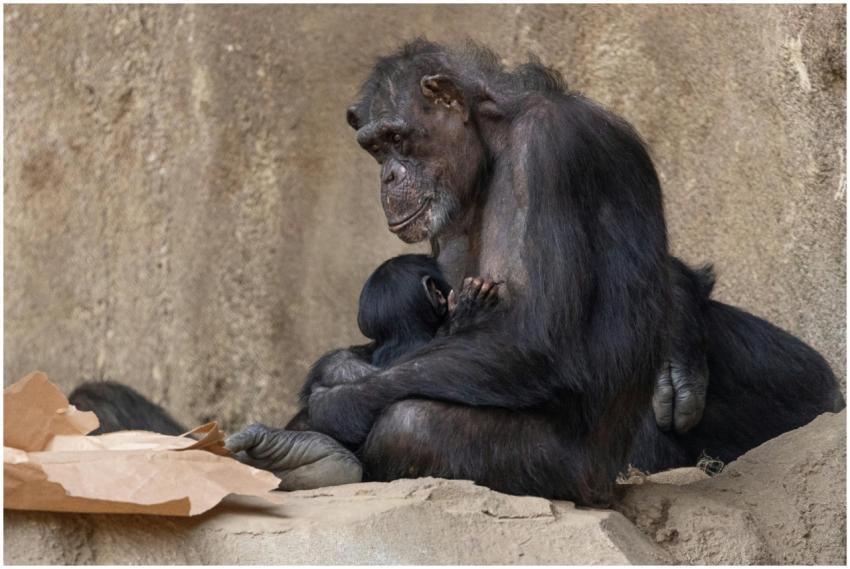 Heartwarming scene of a mother chimpanzee nurturin
