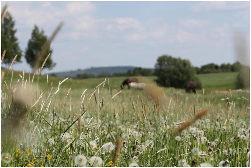 Idyllic rural scene with horses grazing in a lush,