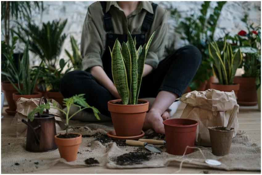 Person sitting indoors surrounded by potted plants