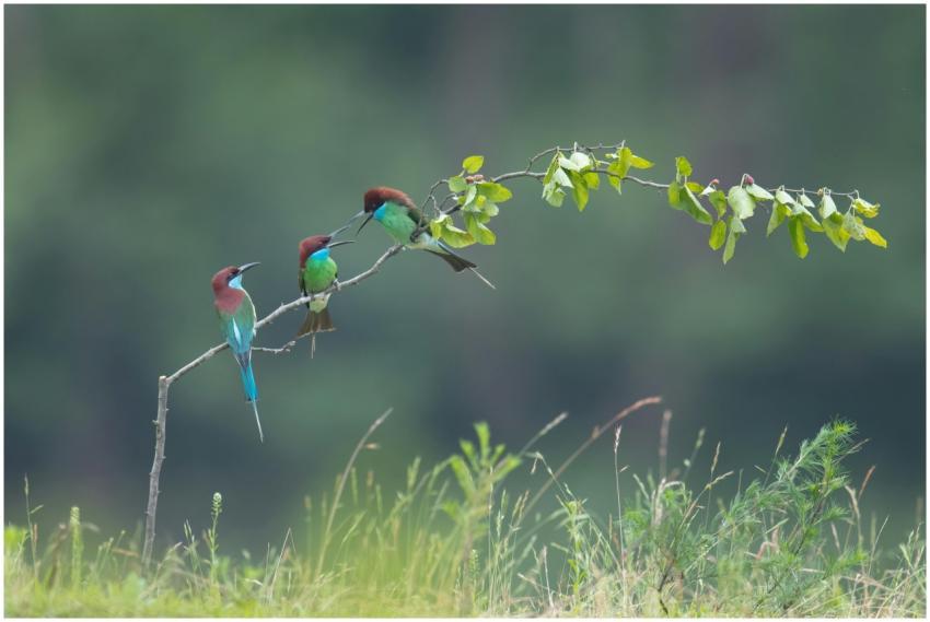 Colorful birds perched on a branch amidst lush gre