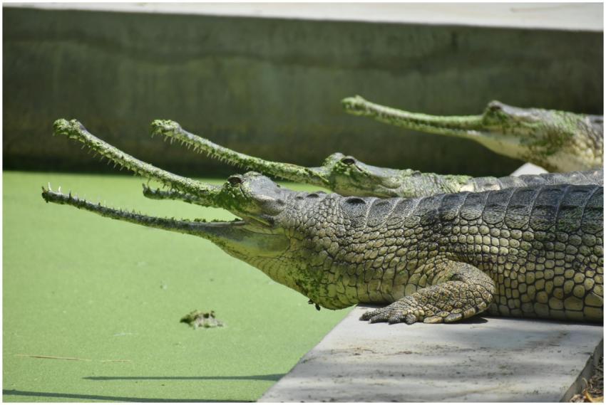 Gharials lounging on a concrete edge beside a gree