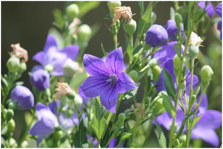 Close-up of vibrant purple balloon flowers bloomin
