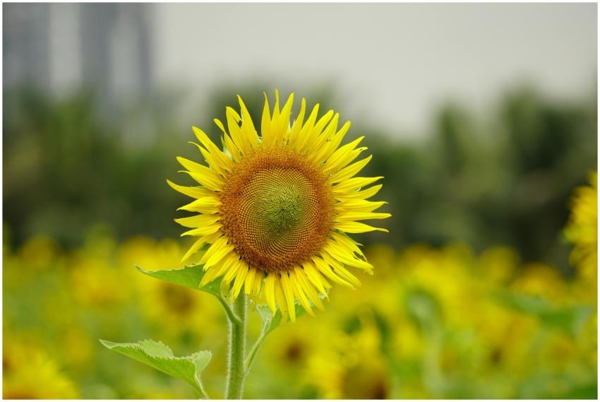 Close-up of a vibrant sunflower blooming in a lush