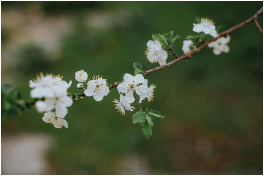 Close-up of delicate white blossoms on a branch in