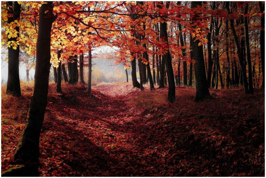 Serene forest scene captured during fall with vibr