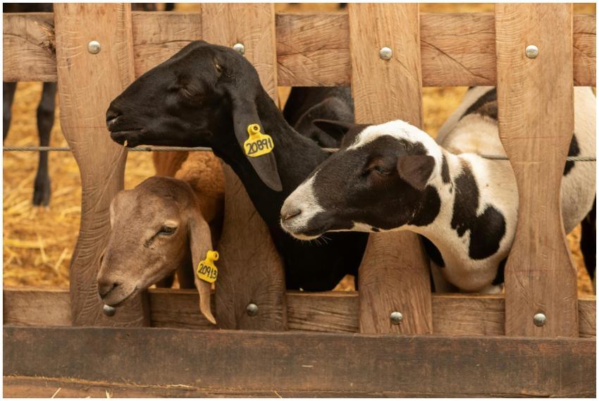 A group of three goats with ear tags peeks through