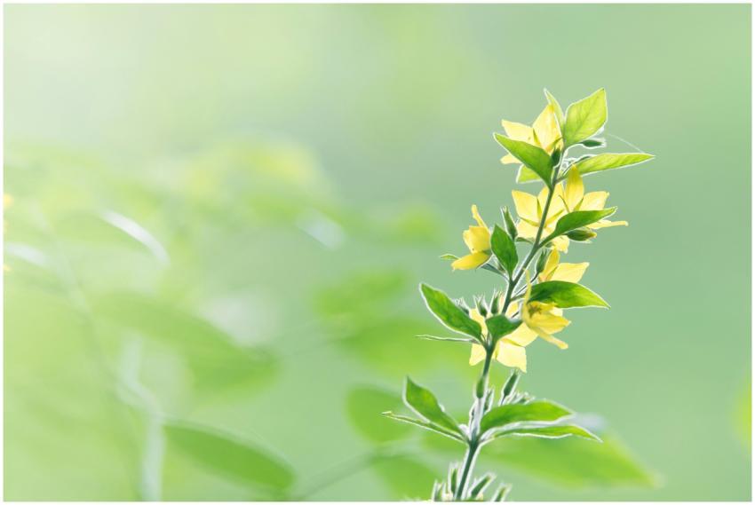 Bright yellow flowers in focus with green blurred