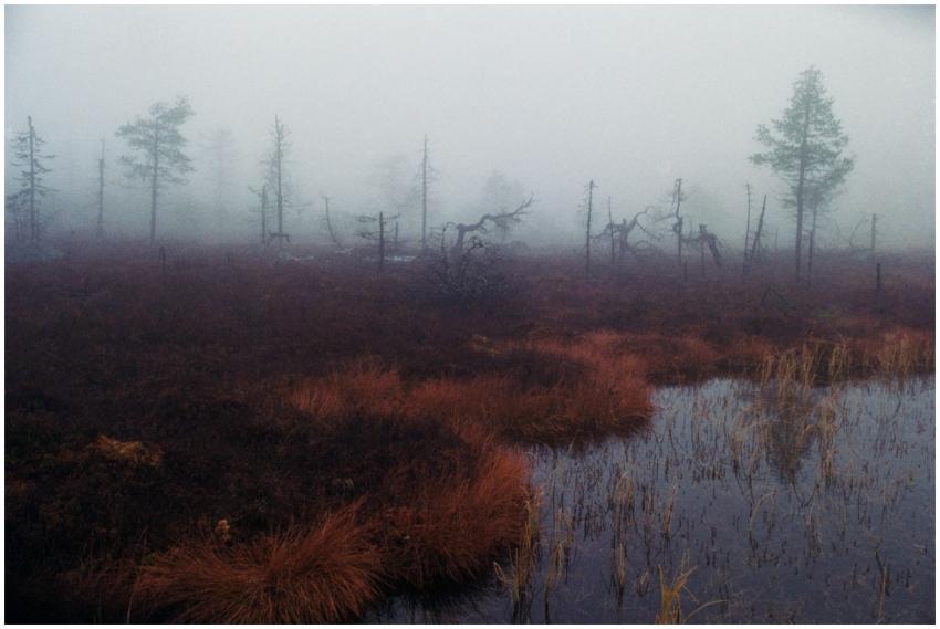 Serene misty landscape with fog over a marshland r