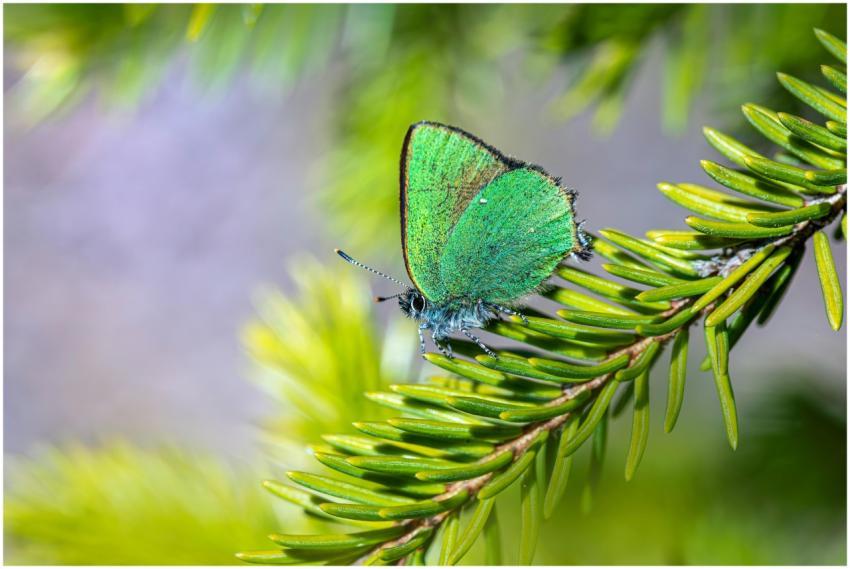 Close-up of a vibrant green hairstreak butterfly (