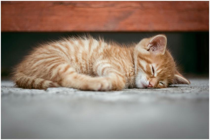 A cute ginger kitten is sleeping peacefully on a c