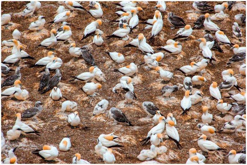 Aerial view of a large gannet colony nesting at Mu