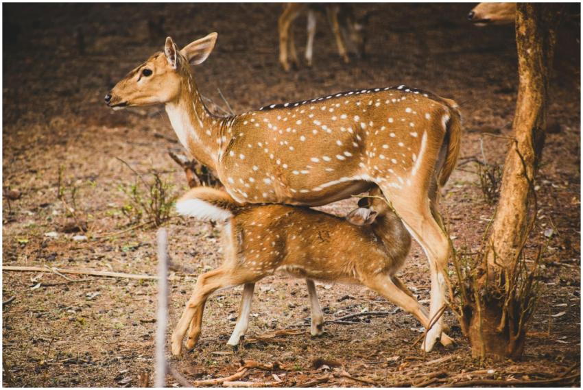 A mother spotted deer nursing her fawn in the wild