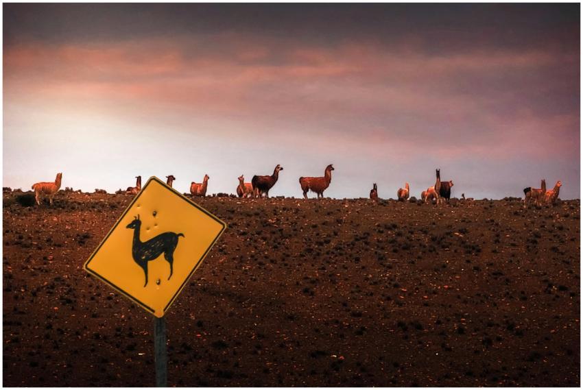Herd of llamas silhouetted against a sunset sky in