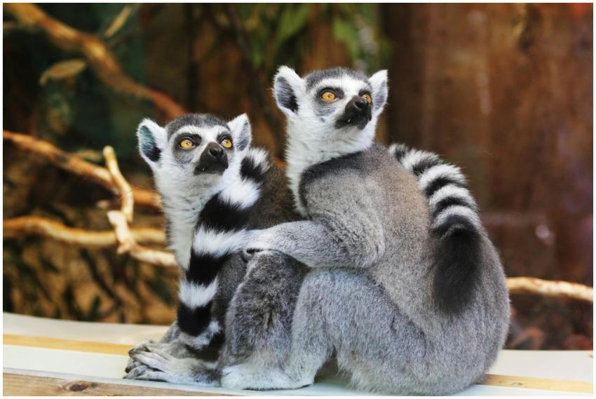 Two cute ring-tailed lemurs sitting together in an