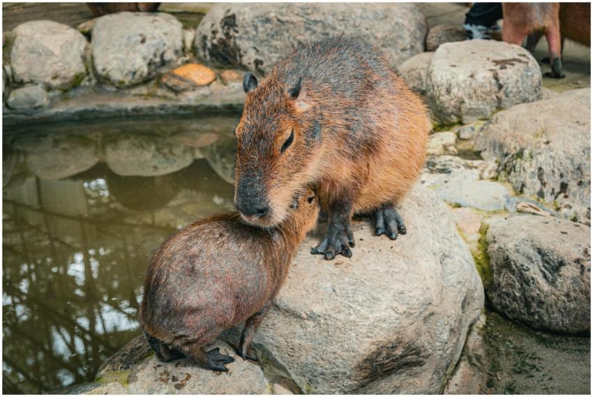 A heartwarming scene of a capybara and its young b