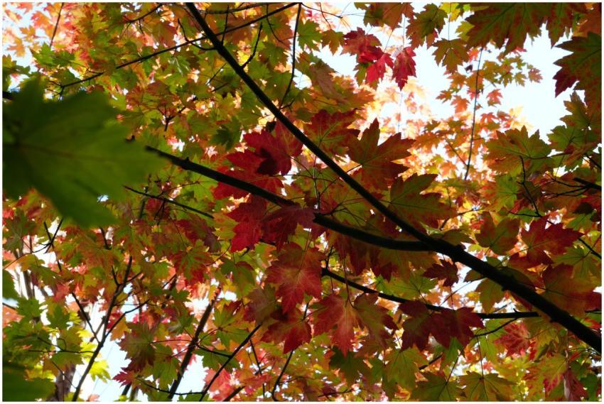Colorful autumn leaves create a vibrant canopy in
