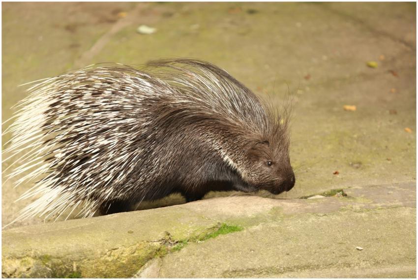 Close-up view of an African Crested Porcupine on a