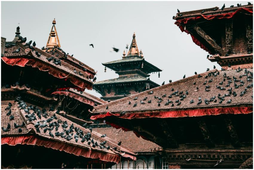 Pigeons on traditional pagoda rooftops in cultural
