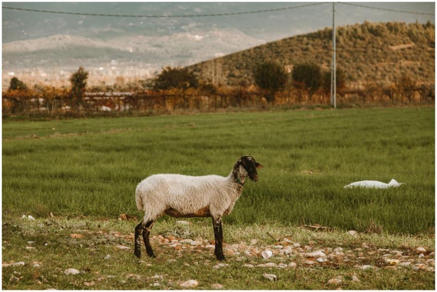 A solitary sheep stands in a lush green field agai