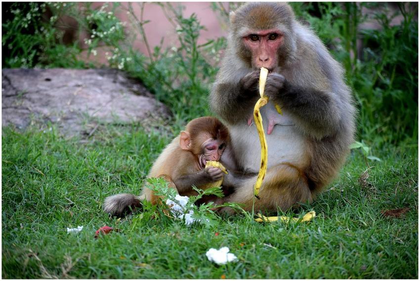 A mother and baby rhesus macaque enjoying bananas