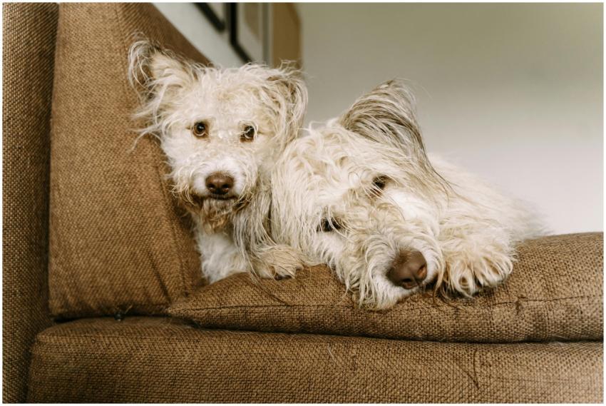 Two shaggy dogs resting comfortably on a sofa, sho