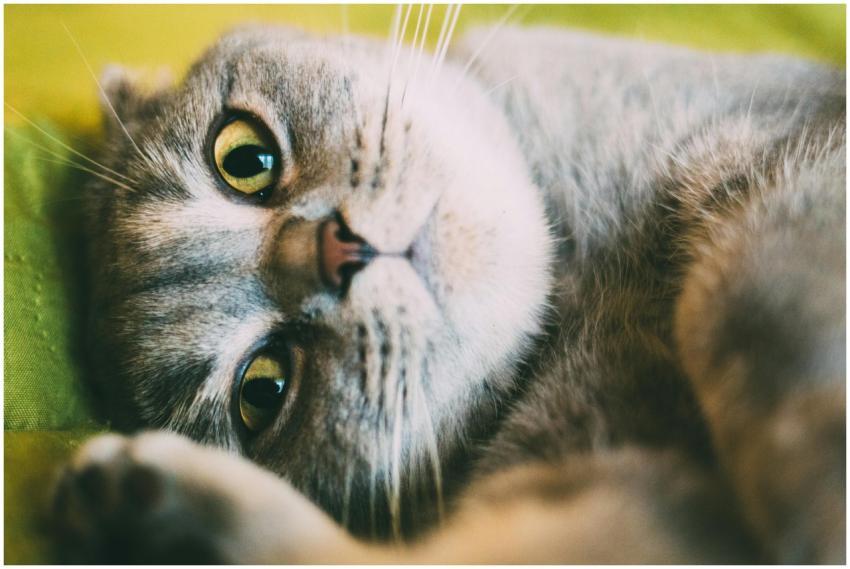 Close-up of a gray tabby cat lying down, showing w
