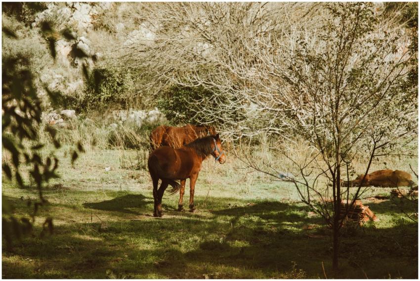 Horses grazing peacefully in a sunlit rural pastur