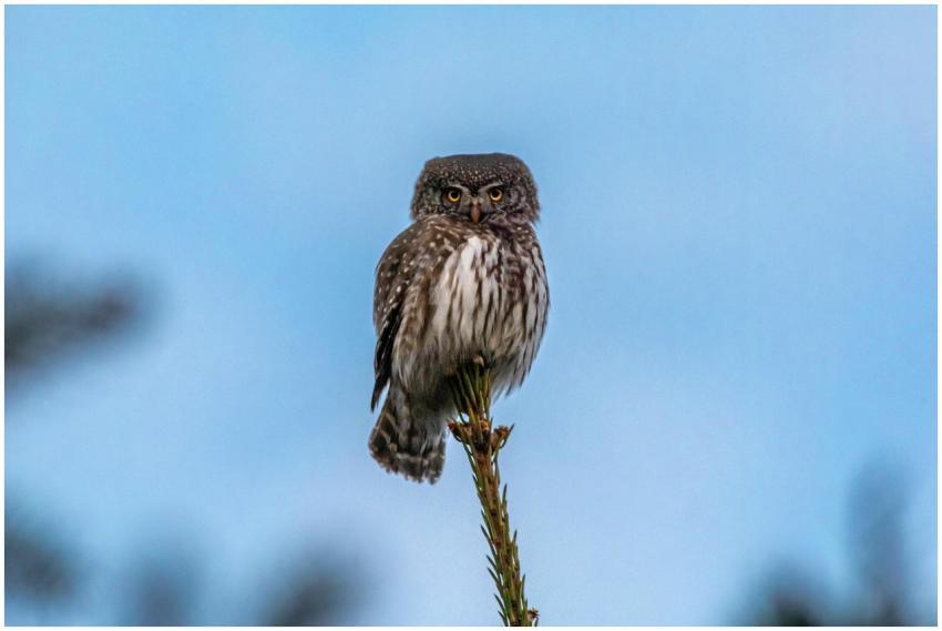 Close-up of a Eurasian Pygmy Owl (Glaucidium passe