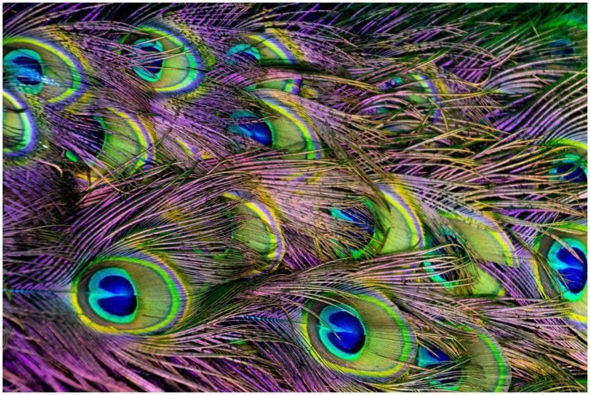 Colorful close-up of peacock feathers showcasing d