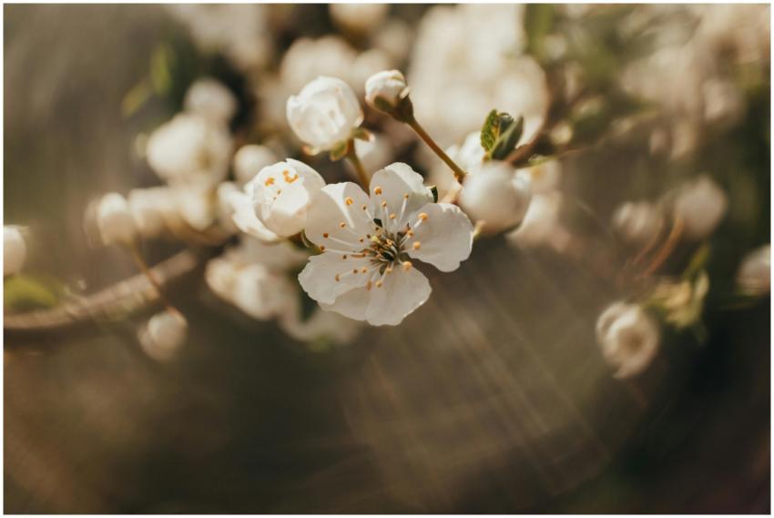 Delicate cherry blossom in full bloom, symbolizing