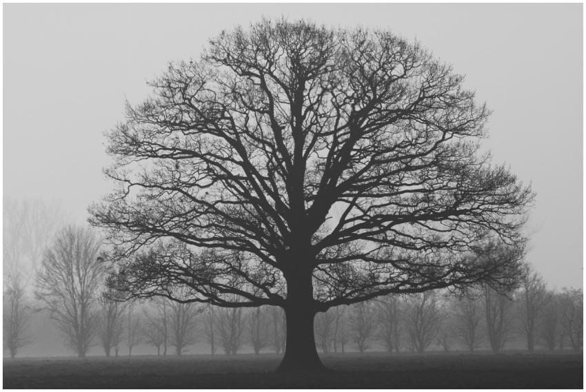 An oak tree stands alone in a misty field, silhoue