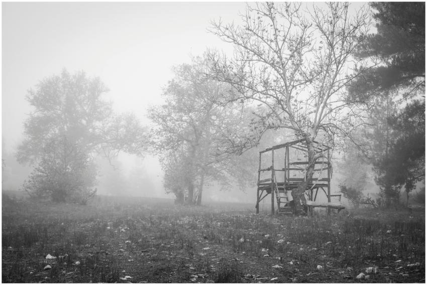 A serene black and white image of foggy landscape