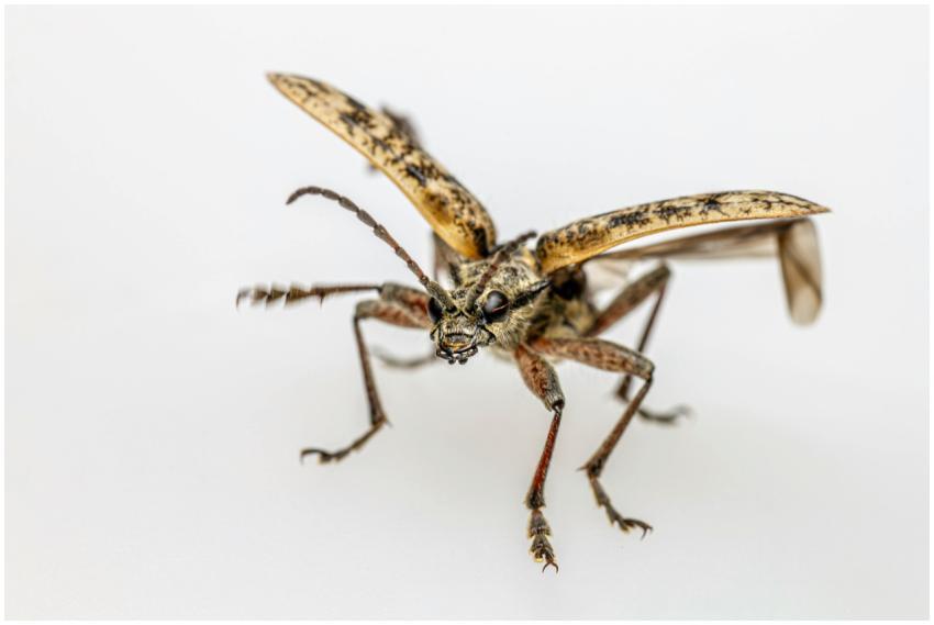Close-up image of a brown longhorn beetle (Rhagium