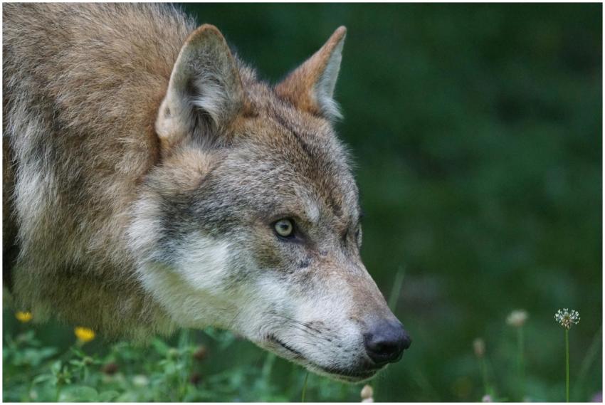 Close-up of a Grey Wolf in a natural setting, show