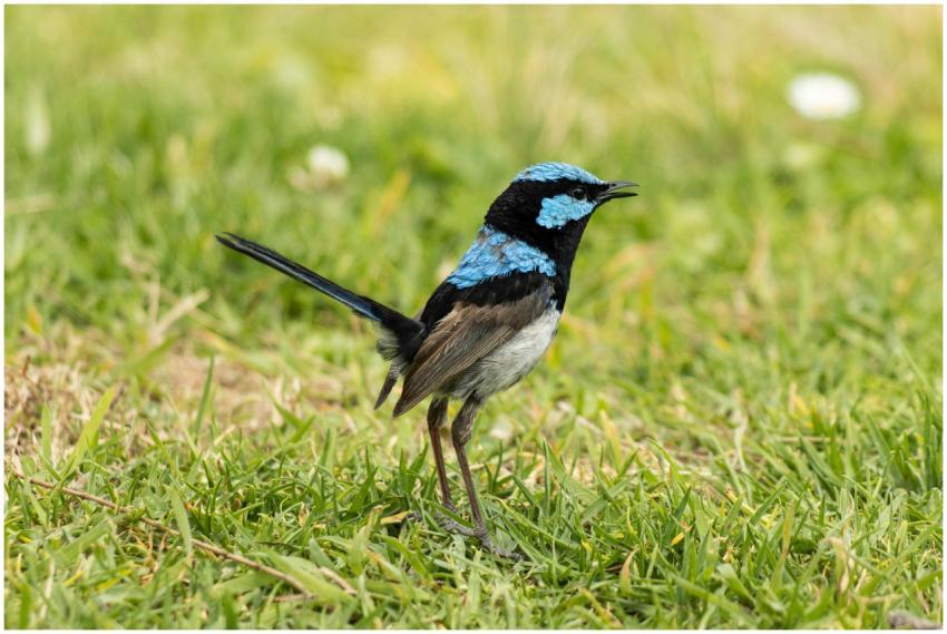 Close-up of a colorful male Superb Fairywren singi