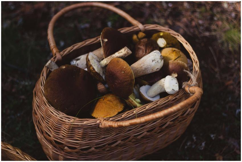 Bountiful basket filled with wild mushrooms collec
