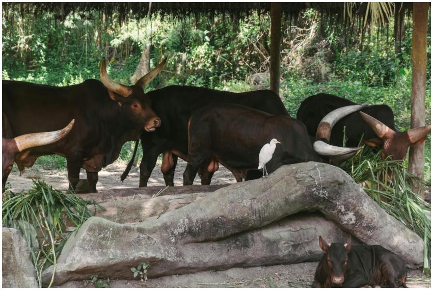 Ankole-Watusi cattle rest under shelter with an eg