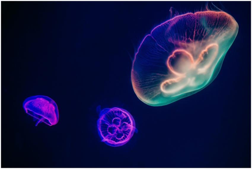 Glowing jellyfish with neon colors swim gracefully