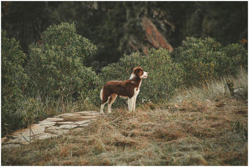 A Border Collie in a lush environment with vibrant