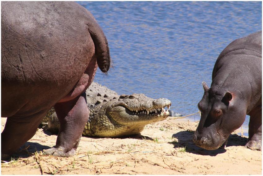 A crocodile and hippos on a sandy riverbank in Bot