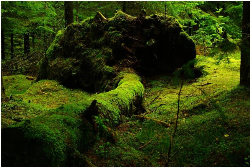 Explore a serene forest scene featuring a moss-cov