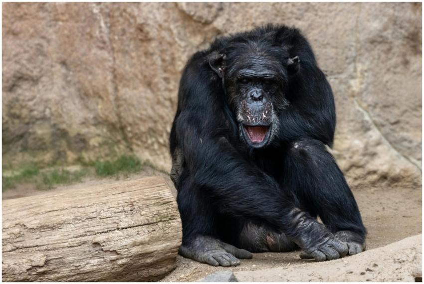 Chimpanzee resting on rocks in Leipzig Zoo, showca