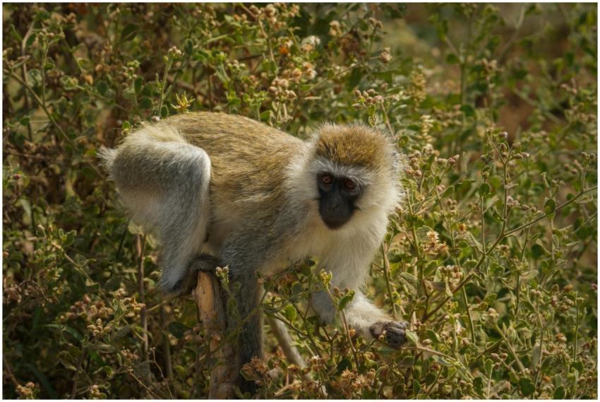 A vervet monkey perched in the wild vegetation of
