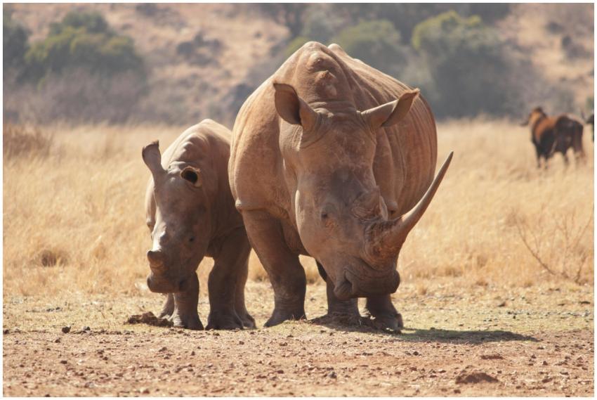 White rhinoceros mother and calf roaming a sunny S