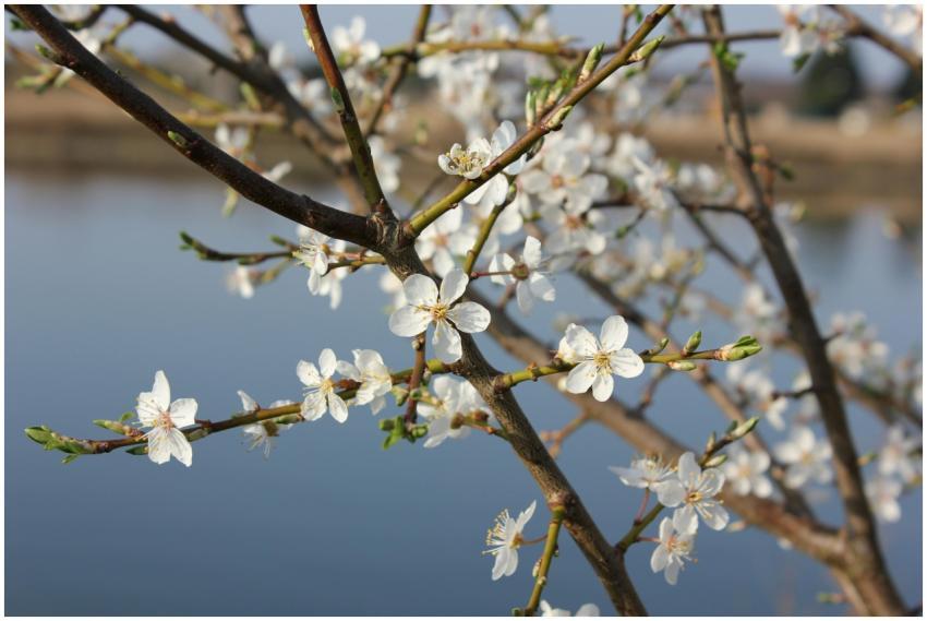 Delicate cherry blossoms in full bloom on branches