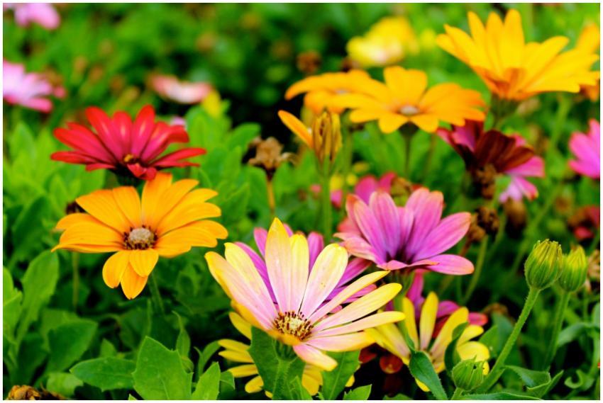 Colorful daisies blossoming in a lush garden durin