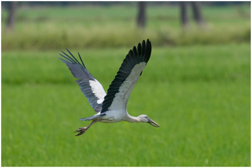An Asian Openbill stork gracefully flying over a l