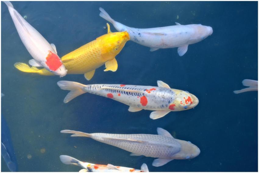 Vibrant koi fish swimming gracefully in a serene p